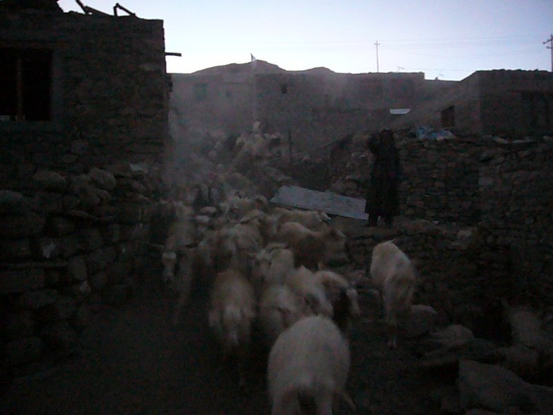 Travel - India - Ladakh - Tso Moriri Trip - Karzog and Tso Moriri - Around Karzog